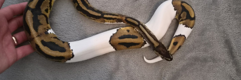 CB25 Male Pied het Clown Royal Python