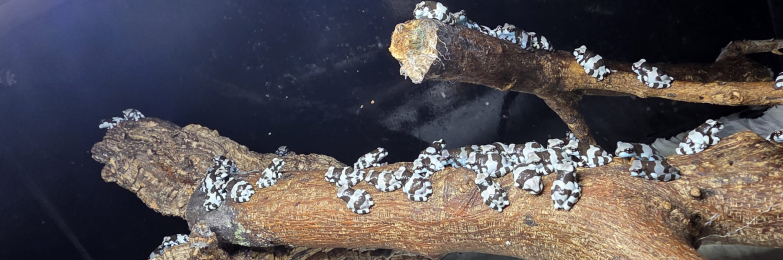 amazon milk frogs