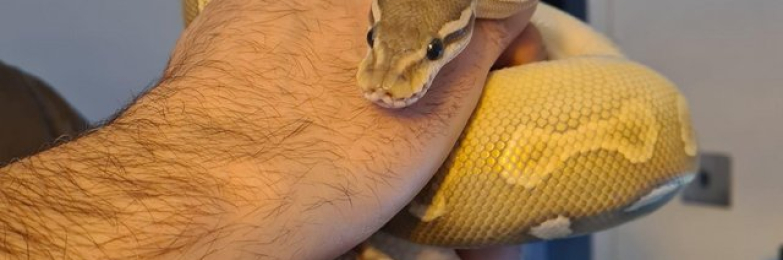 Ball Python Female For Sale