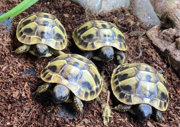 Hermanns Tortoise Hatchlings / Babies