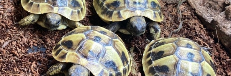 Hermanns Tortoise Hatchlings / Babies