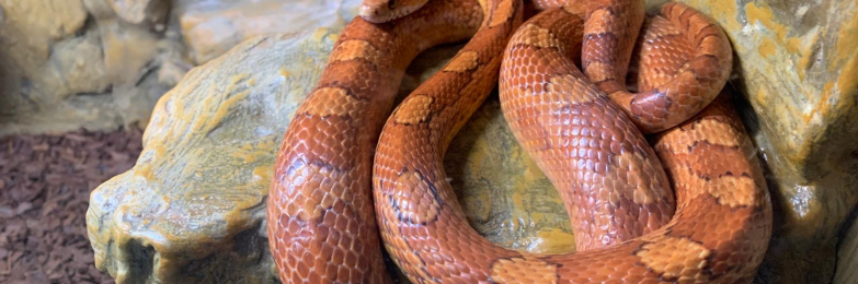 Corn snake & vivarium included