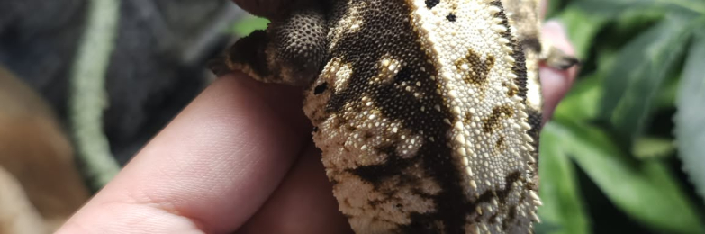 Tricolour Harlequin Male Crested Gecko
