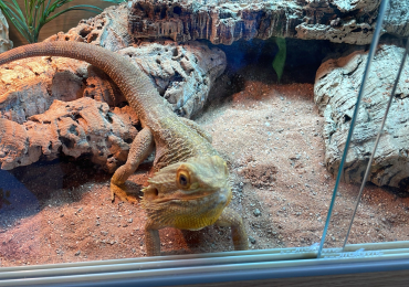 Bearded Dragon male