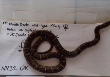 Female Florida Brooks King