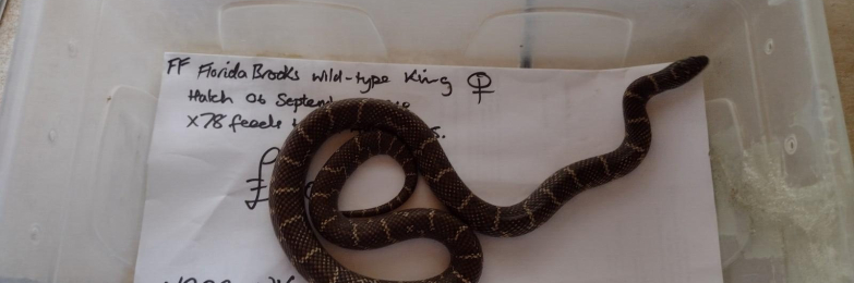 Female Florida Brooks King