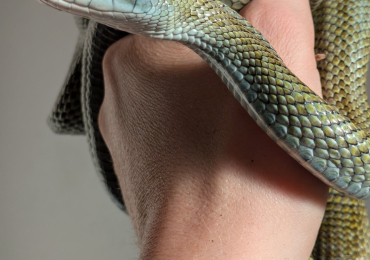 Rarely seen in uk Japanese rat snakes Kunashir island locale (at least 50%)