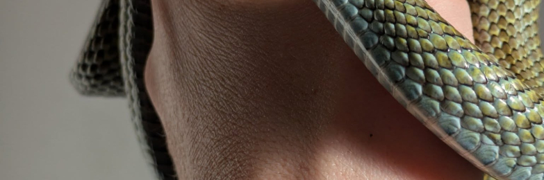 Rarely seen in uk Japanese rat snakes Kunashir island locale (at least 50%)