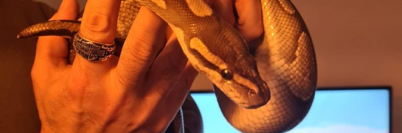 Ball Python Female For Sale