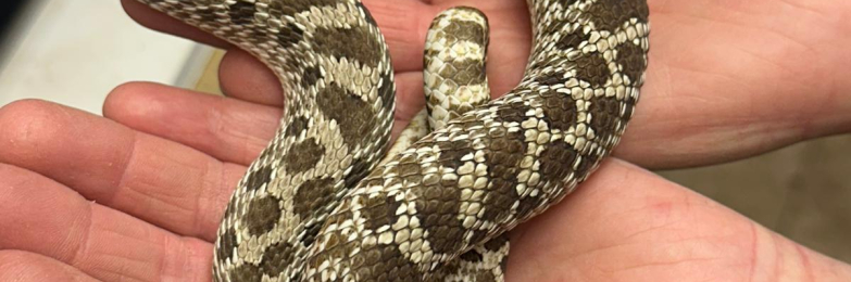 10 x Hognose Snakes Various Colour Morphs