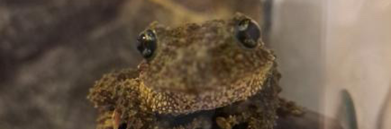 2 Vietnamese Mossy Frogs