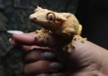 Female Tiger Brindle Pinstripe Crested Gecko
