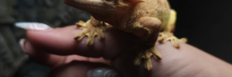 Female Tiger Brindle Pinstripe Crested Gecko