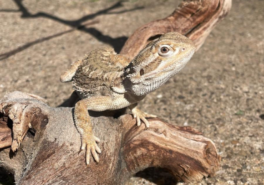 Rankins dragon and enclosure
