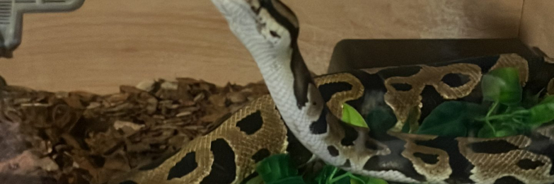 Royal Carnivore spotnose or chocolate