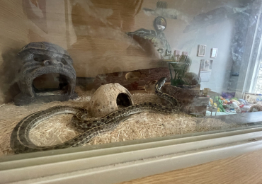 Two garter snakes and whole set up