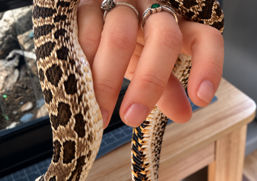 Western Hognose Snake – Male (Believed) – Excellent Feeder