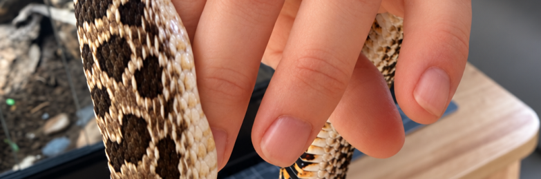 Western Hognose Snake – Male (Believed) – Excellent Feeder