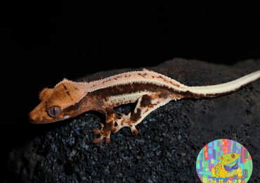 Lilly White Harlequin Crested Gecko Juvenile With Dark Base Colour