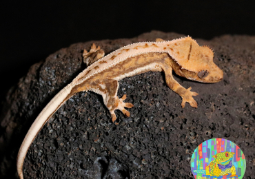 Tiger Lilly White Crested Gecko Hatchling