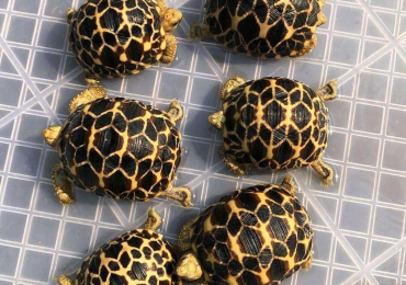 4 baby Indian star tortoise for sale