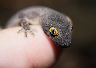Strophurus spinigerus spinigerus