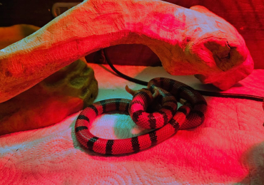 3 yr old female Honduran milk snake