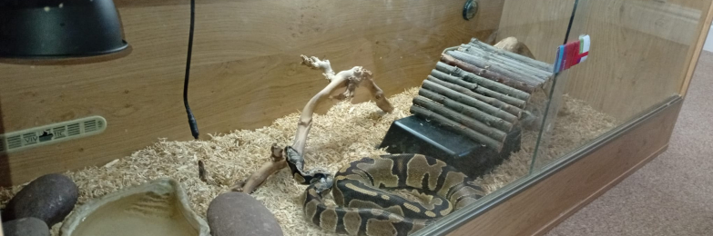 Royal python and viv
