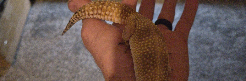 Leopard gecko and set up
