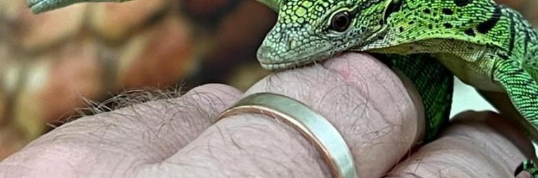 Green tree monitor for sale