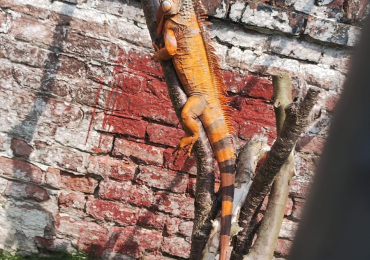 Red Iguana