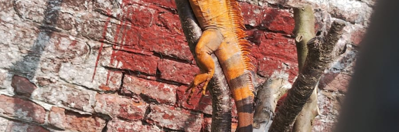 Red Iguana