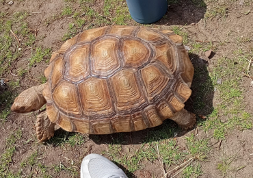 Sulcata tortoise