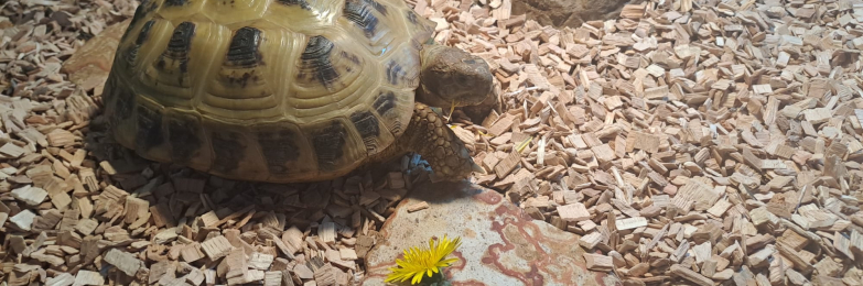 Horsefield Tortoise
