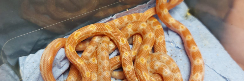 3 stack viv with 2 corn snakes