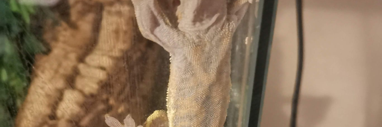 Crested gecko with setup