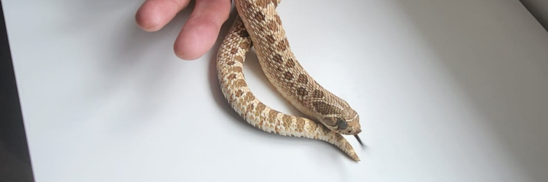Hognose- het snow