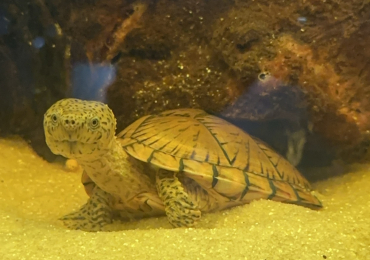Junior razorback turtle