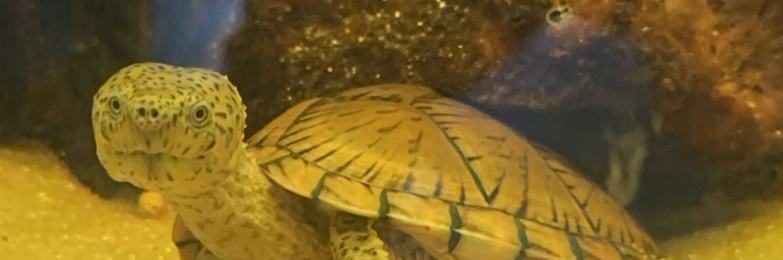 Junior razorback turtle