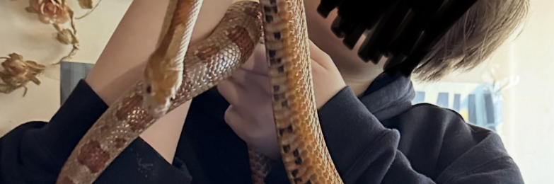 Male corn snake and vivarium for sale