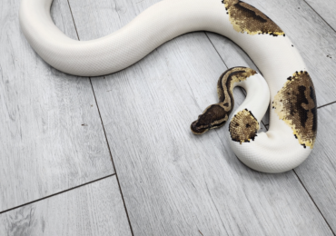 Male Pied royal python plus 3ft vivarium