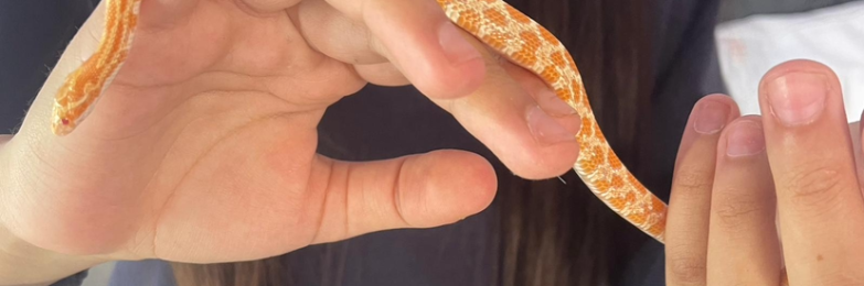 6 month old corn snake with everything he needs