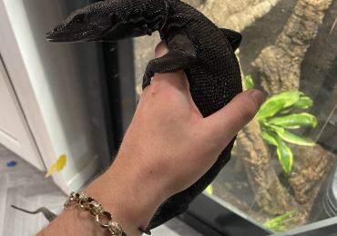 Male Varanus Beccarii (Black tree monitor), 3 years old