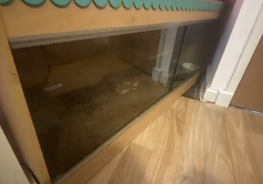 Royal python and enclosure