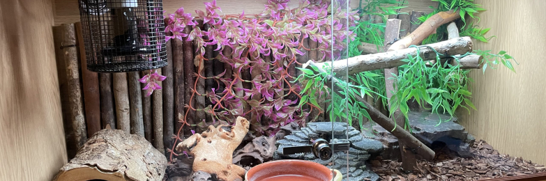 8month old royal python