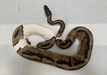 Female Adult Pied Royal Python