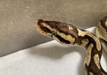 Female Pastel Yellowbelly Royal Python