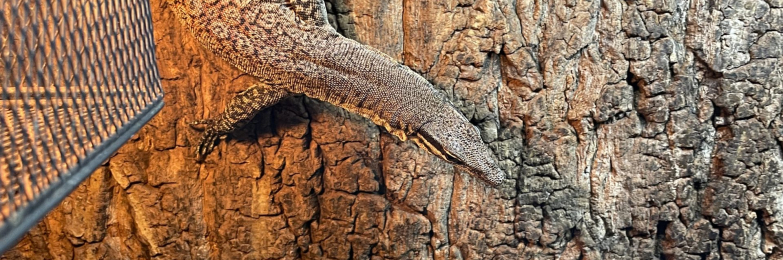 Kimberley Rock Monitor PROVEN PAIR