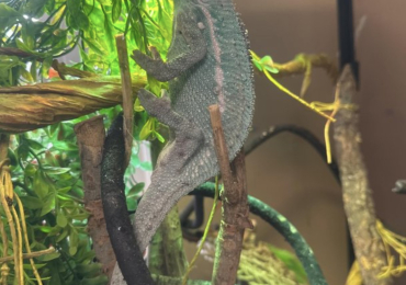 Panther chameleon for sale with all of his stuff!
