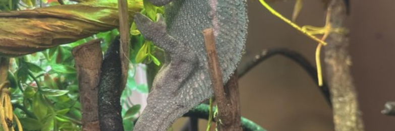 Panther chameleon for sale with all of his stuff!